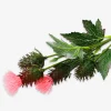 Decorative flower - Thistle