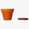 Grow kit - Mimosa plant