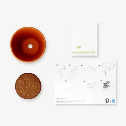 Grow kit - Mimosa plant